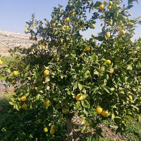 Zitronenbaum im Garten von Omar; © WCC-EAPPI